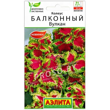 Колеус Балконный вулкан