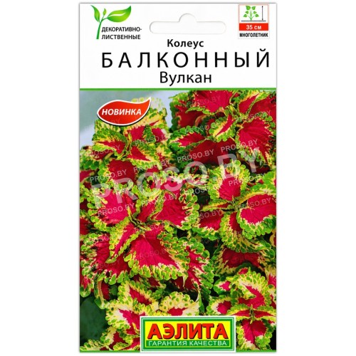Колеус Балконный вулкан