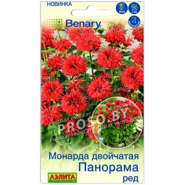 Монарда двойчатая Панорама ред