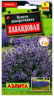 Непета декоративная Лавандовая