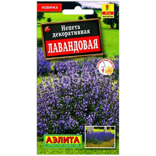 Непета декоративная Лавандовая