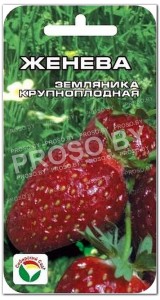 Земляника (клубника) Женева