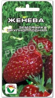 Земляника (клубника) Женева