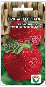 Земляника (клубника) Гигантелла