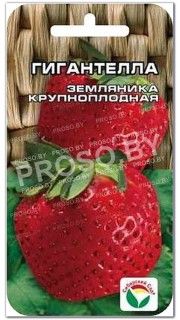 Земляника (клубника) Гигантелла