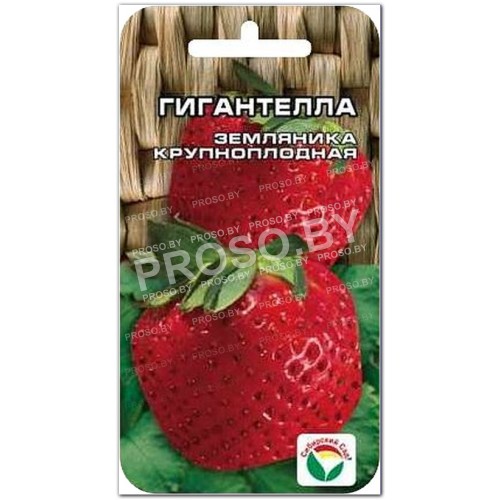 Земляника (клубника) Гигантелла