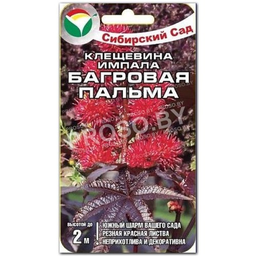Клещевина Багровая пальма
