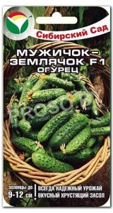 Огурец Мужичок-землячок F1