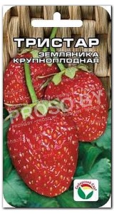 Земляника (клубника) Тристар