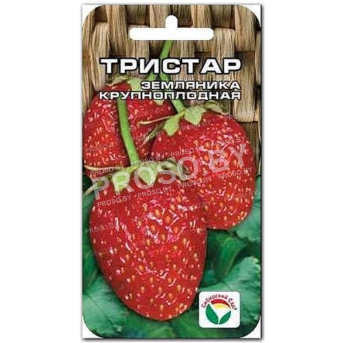 Земляника (клубника) Тристар