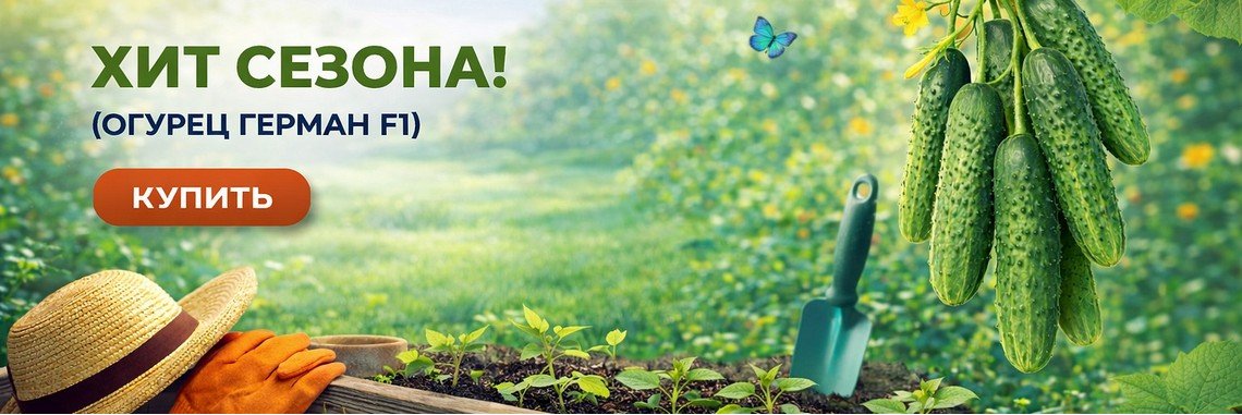 Огурец Герман F1