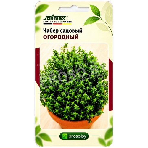 Чабер садовый Огородный