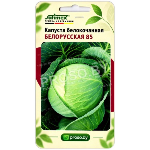 Капуста белокочанная Белорусская 85