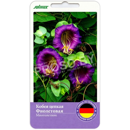 Кобея цепкая Фиолетовая (Satimex)