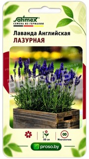 Лаванда английская Лазурная