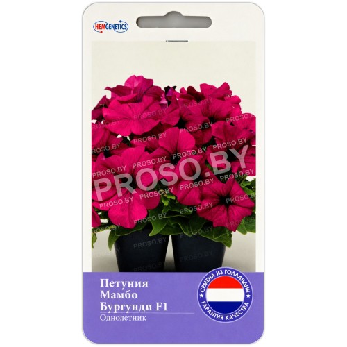 Петуния Мамбо Бургунди F1 (Hem Genetics)